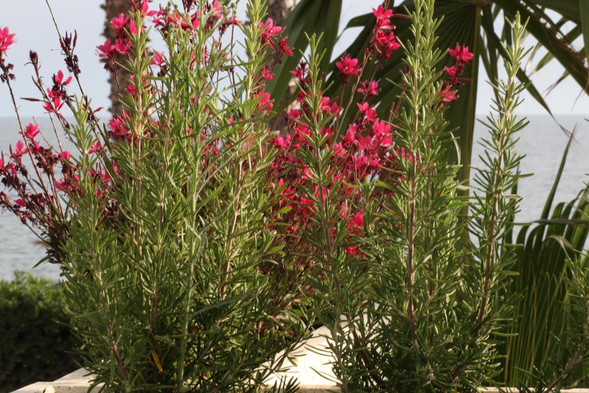 טורה סן ג'ובאני אוג'נטו Residence Mare Azzurro מראה חיצוני תמונה